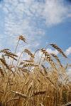subventie, agricultura, FEADR, FEGA, sprijin pe suprafata subventie, agricultura, FEADR, FEGA, sprijin pe suprafata